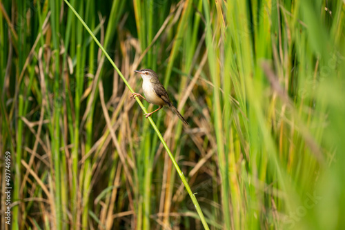 Plain Prinia © pichaitun