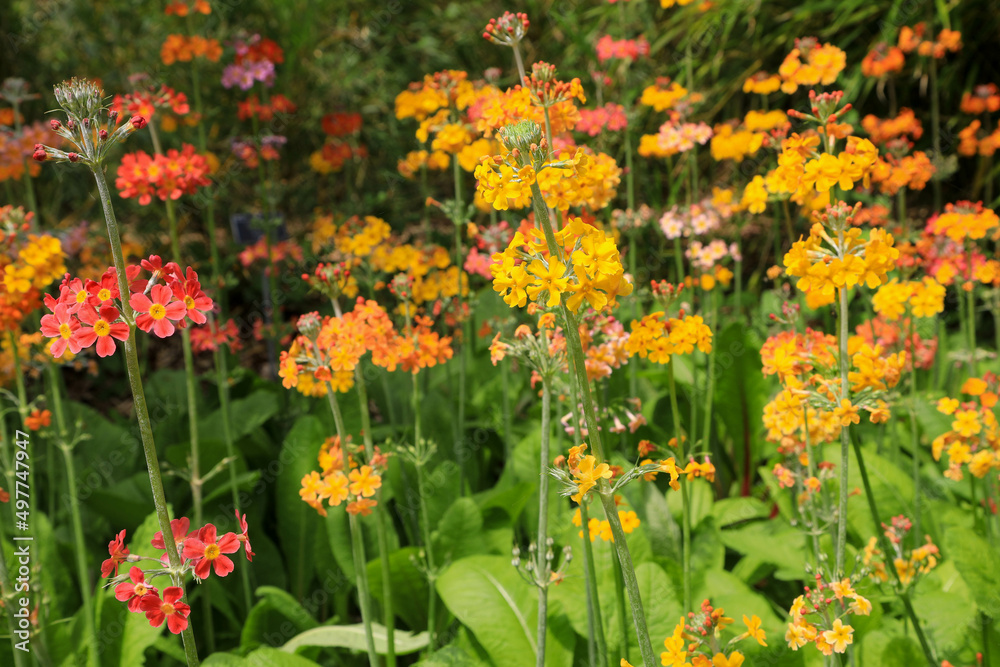 Primula candelabra Hybrids