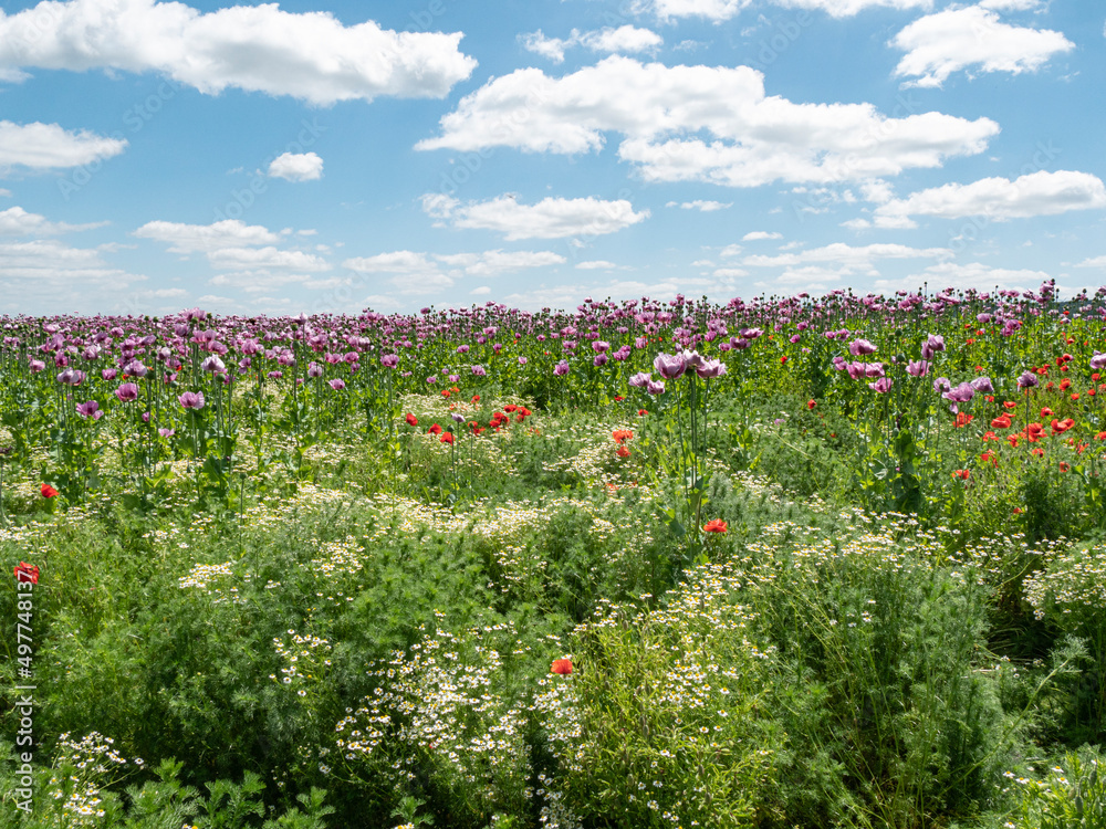 a strip of wildflowers and herbs as insect repellent around a field with poppies a strip of wildflowers and herbs as insect repellent around a field with poppies