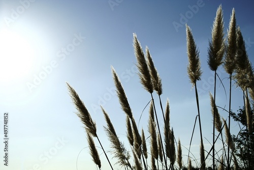 Las flores de la planta Alopecurus llamada Cola de Zorro, nacidas en el campo como malas hierbas, esponjosas y puntiagudas, iluminadas por el sol muestran su pelusa blanca con un fondo de cielo azul