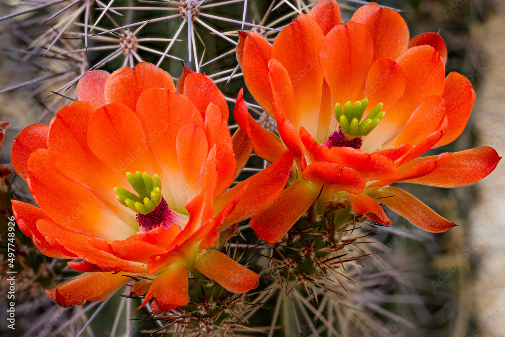 Claret Cup Hedghog Cactus Flower Claret Cup Hedghog Cactus Flower