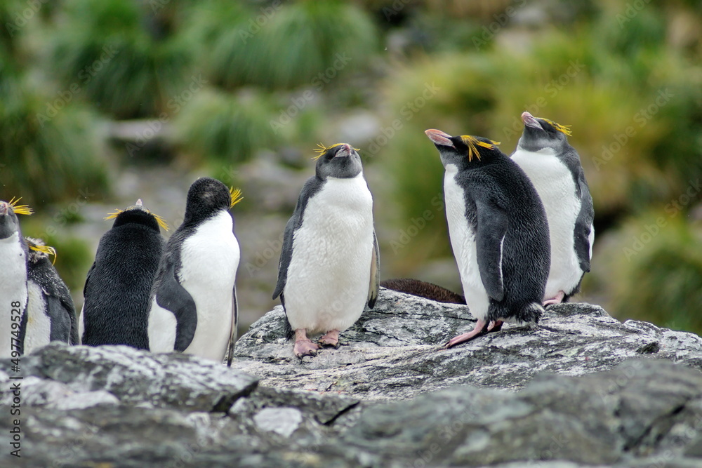 Fototapeta premium Macaroni penguins (Eudyptes chrysolophus) on a rock at Coopers Bay, South Georgia Island