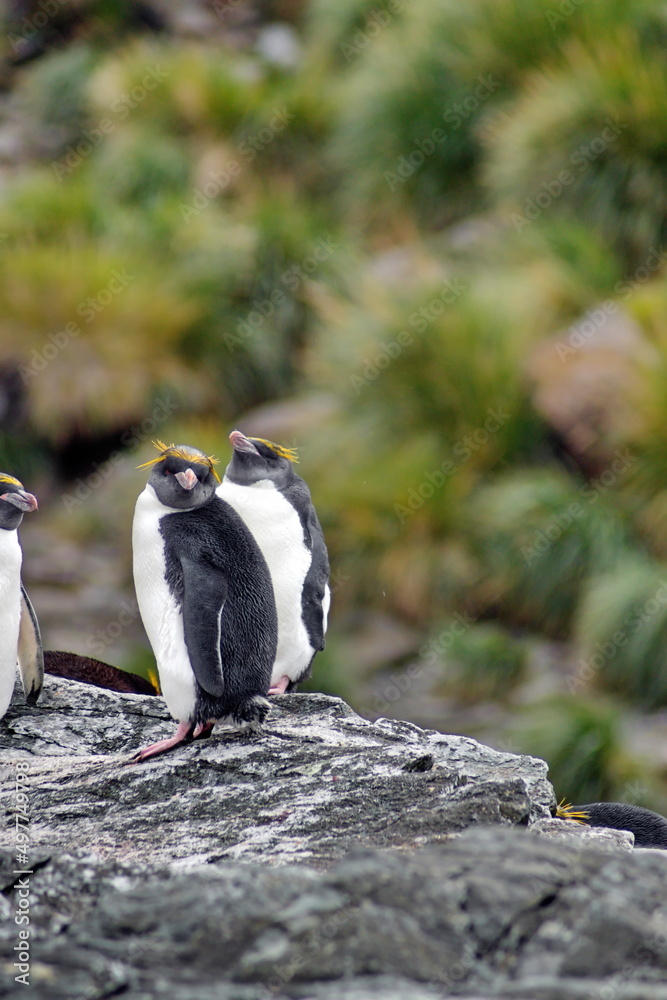 Fototapeta premium Macaroni penguins (Eudyptes chrysolophus) on a rock at Coopers Bay, South Georgia Island