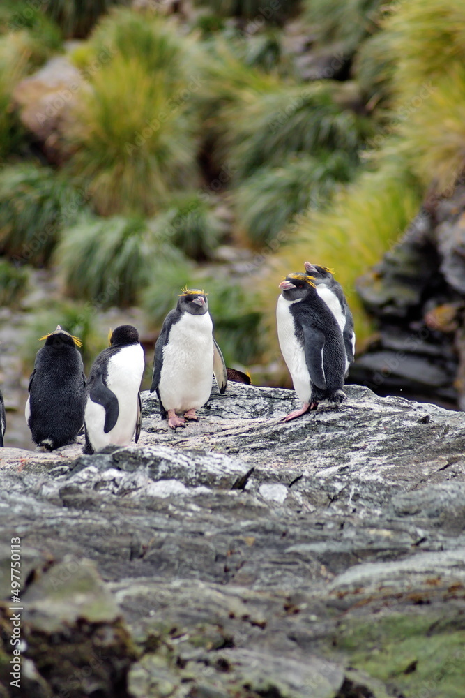 Fototapeta premium Macaroni penguins (Eudyptes chrysolophus) on a rock at Coopers Bay, South Georgia Island