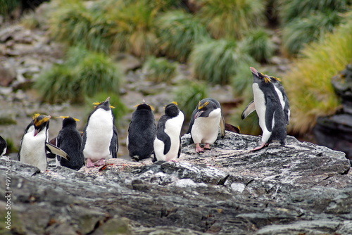 Macaroni penguins (Eudyptes chrysolophus) on a rock at Coopers Bay, South Georgia Island