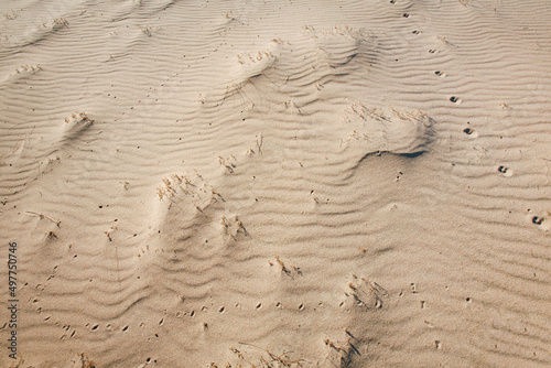 dettaglio delle impronte su  dune di sabbia in un deserto photo