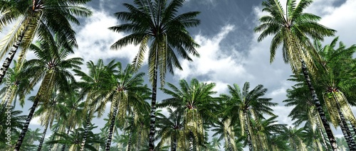 Palm trees against the sky with clouds, tropical trees on the sky, palm trees bottom view, jungle and sky, 3d rendering