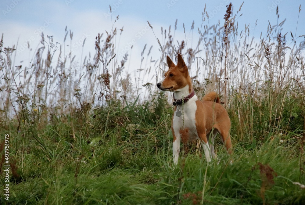 jack russell terrier jack russell terrier