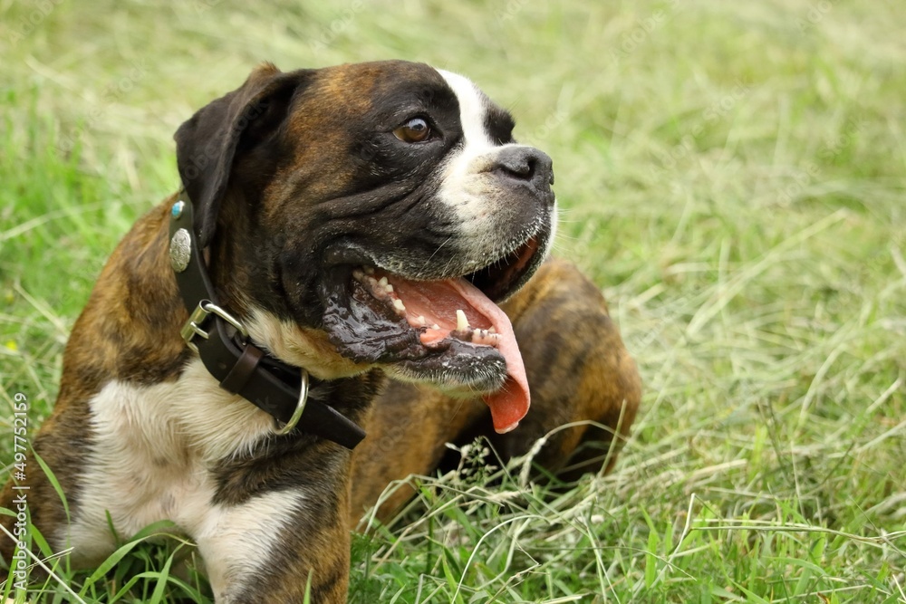 american staffordshire terrier dog