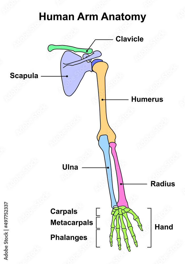 What Does A Human Arm Bone Look Like At Wendy Wier Blog What Does A Human Arm Bone Look Like At Wendy Wier Blog