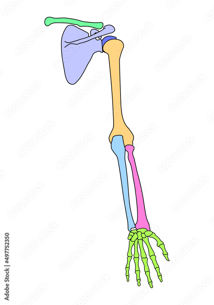 Scientific Designing of Human Arm Bones Anatomy. Body Bones Diagram
