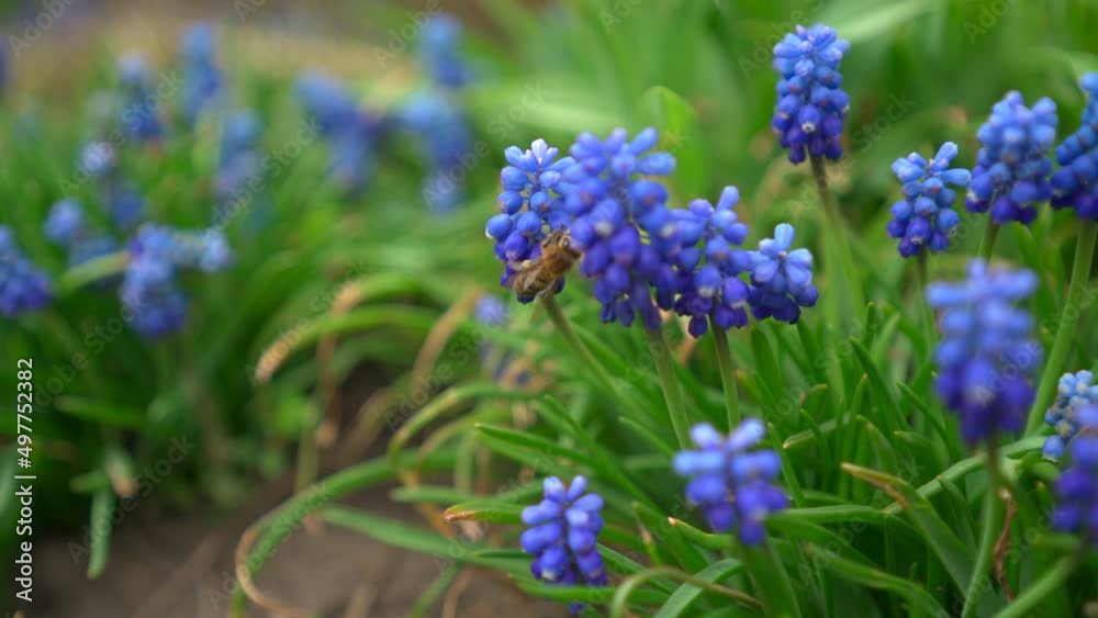 Bee collects pollen from a flower Bee collects pollen from a flower