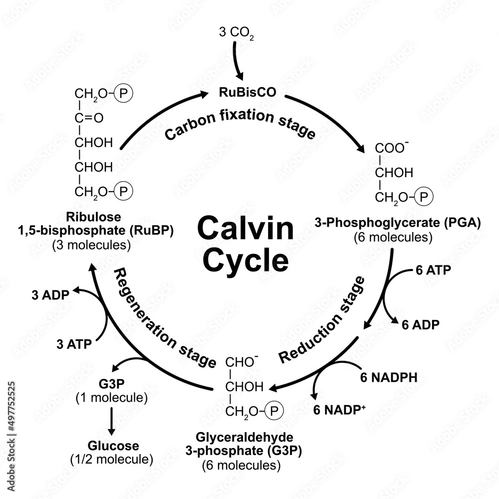 scientific-designing-of-calvin-cycle-vector-illustration-stock-vector