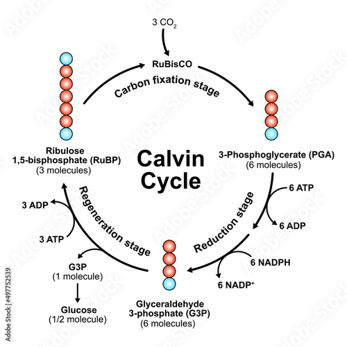 Scientific Designing Of Calvin Cycle. Vector Illustration. photo