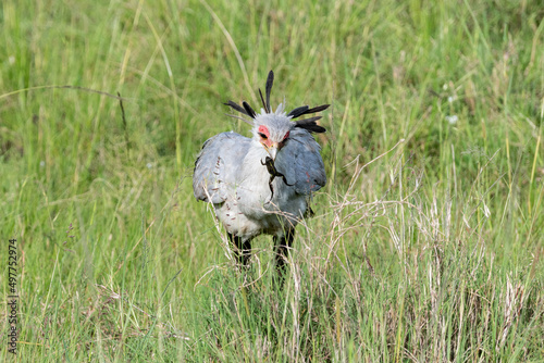 Secretary bird with a frog in its mouth