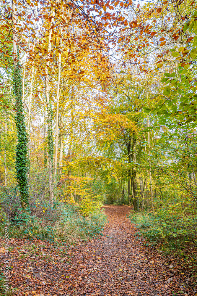 Autumn in the Cotswolds - The Cotswold Way long distance footpath passing through beech woodland near Prinknash Abbey, Gloucestershire, England UK Autumn in the Cotswolds - The Cotswold Way long distance footpath passing through beech woodland near Prinknash Abbey, Gloucestershire, England UK