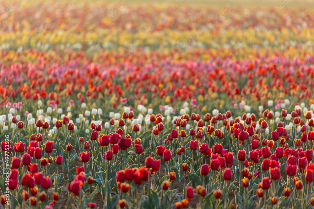 Tulips field near Milan Italy