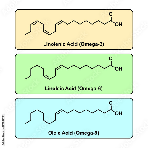 Chemical Structure Of Some Fatty Acids (Linolenic Acid, Linoleic Acid And Oleic Acid). Vector Illustration. photo
