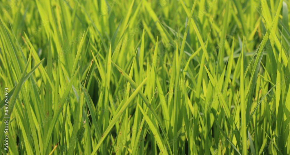 Long green grass background for graphic resource uses . Long green grass background for graphic resource uses .