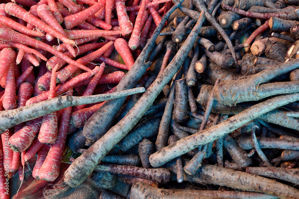 View above a mixture of fresh harvested raw purple and red carrots in a local farmers produce market in Jaipur, Rajasthan, India
