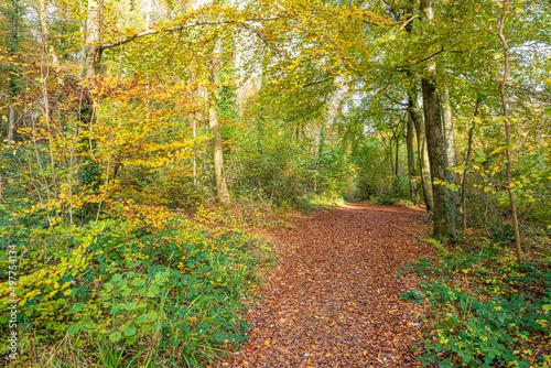 Autumn in the Cotswolds - The Cotswold Way long distance footpath passing through beech woodland near Prinknash Abbey, Gloucestershire, England UK photo