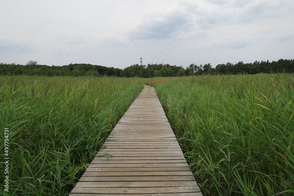 Fototapeta premium Holzweg