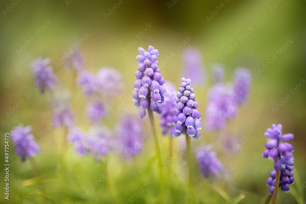 Muscari, Traubenhyazinthe. Muscari, Traubenhyazinthe.