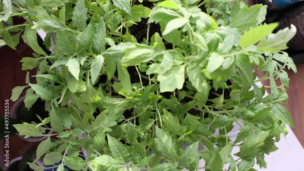 Solanum lycopersicum: tomato seedlings grow in a pot at home Solanum lycopersicum: tomato seedlings grow in a pot at home