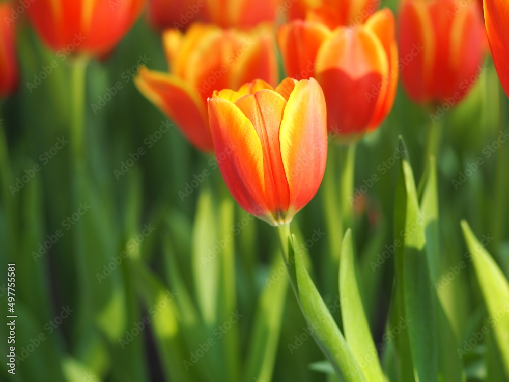 amazing white tulips bloom in a field of tulips against the background of blurred tulips in the sunset light. amazing white tulips bloom in a field of tulips against the background of blurred tulips in the sunset light.
