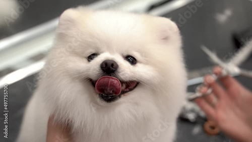 Professional haircut white smiling Pomeranian dog in the grooming salon. Pet care. 4k footage Close up