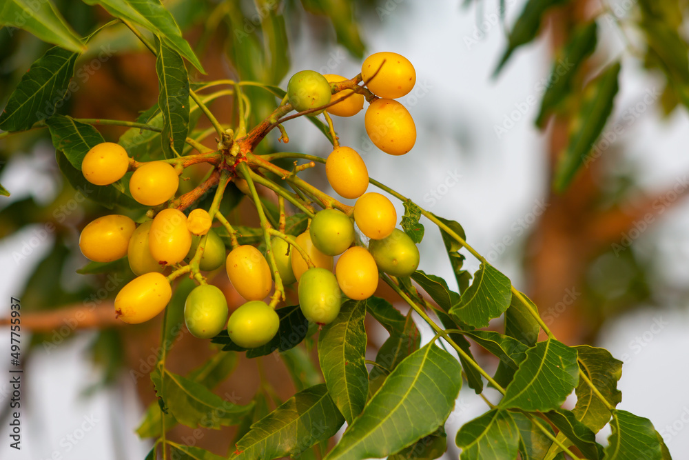 Neem seed Neem seed
