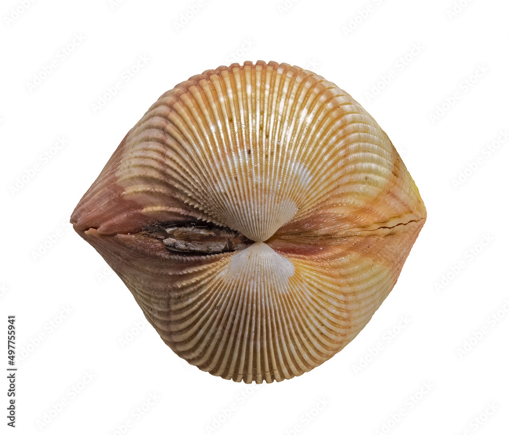Shell of Bivalve Sea Mollusk Vasticardium Elongatum (Latin Name). Rear View. Isolated On White Background Shell of Bivalve Sea Mollusk Vasticardium Elongatum (Latin Name). Rear View. Isolated On White Background