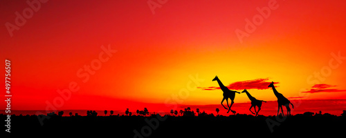 Amazing sunset and sunrise. safari, save world. © Mohwet