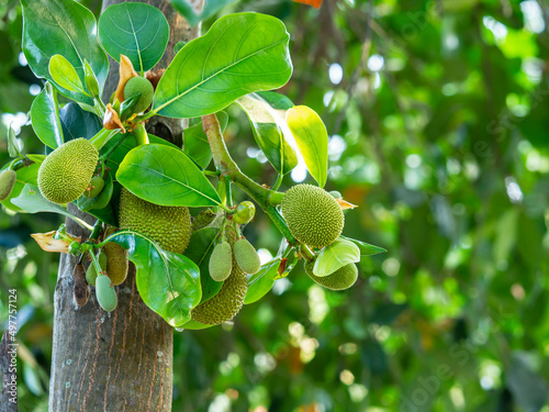 Small Jackfruit growing on the tree, Jackfruit is Delicious sweet fruit, Artocarpus heterophyllus Lamk photo