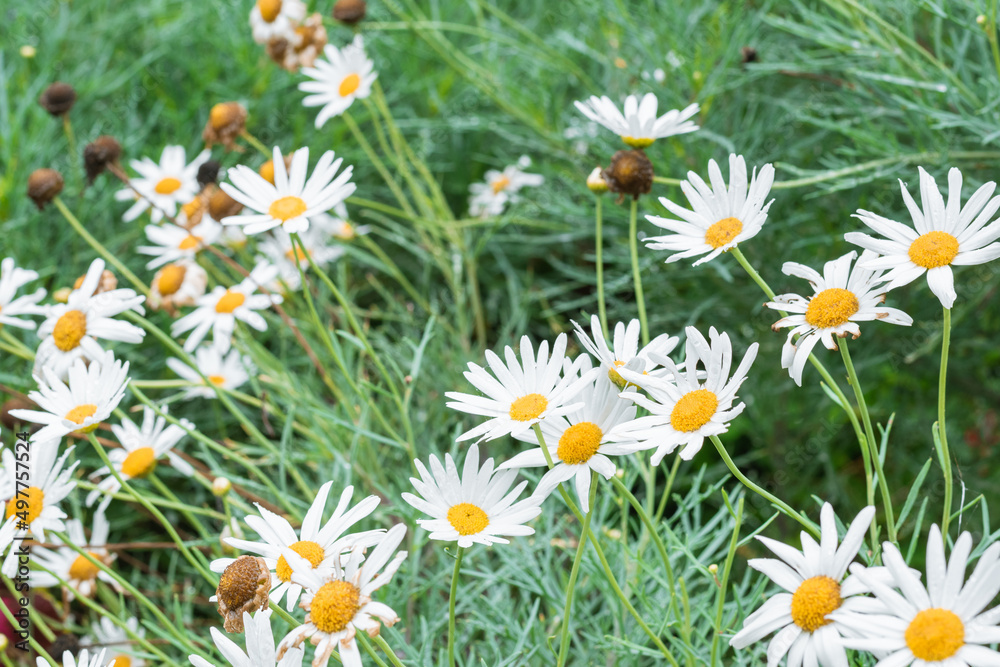 Fototapeta premium cultivation of beautiful Bellis perennis or white daisy flowers with the morning dew on their petals and resibiendo the first rays of sunshine. is a herbaceous plant of the asteraceae family.