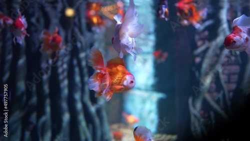 Oranda decorative goldfish swimming underwater, inhabitants of the sea world, close-up colorful fish in the water photo