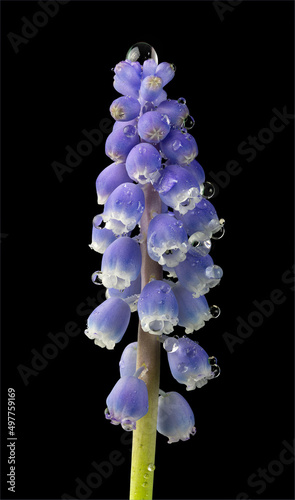 Macro view of flower cluster of grape hyacynth (Muscari armeniacum) after a rain. Native of eastern Mediterranean region; naturalized in many parts of the world. photo