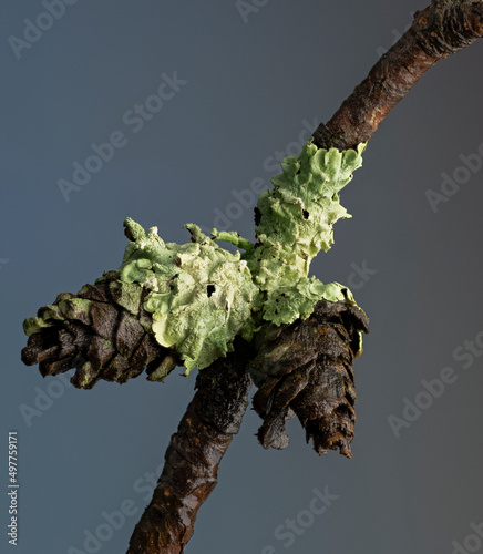 Lichen growing on cones and twig of Virginia shortleaf pine (Pinus echinata). photo