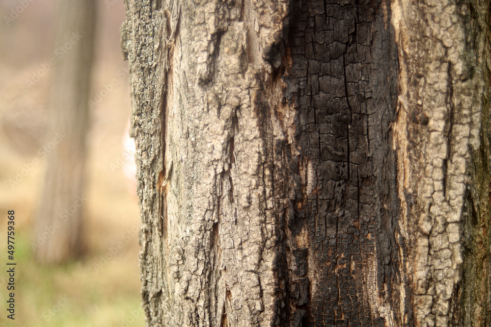 burnt wood texture burnt wood texture