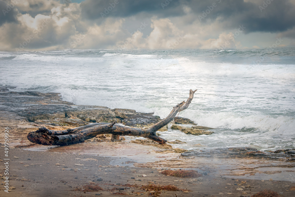 a weathered driftwood on a rock coast with sand