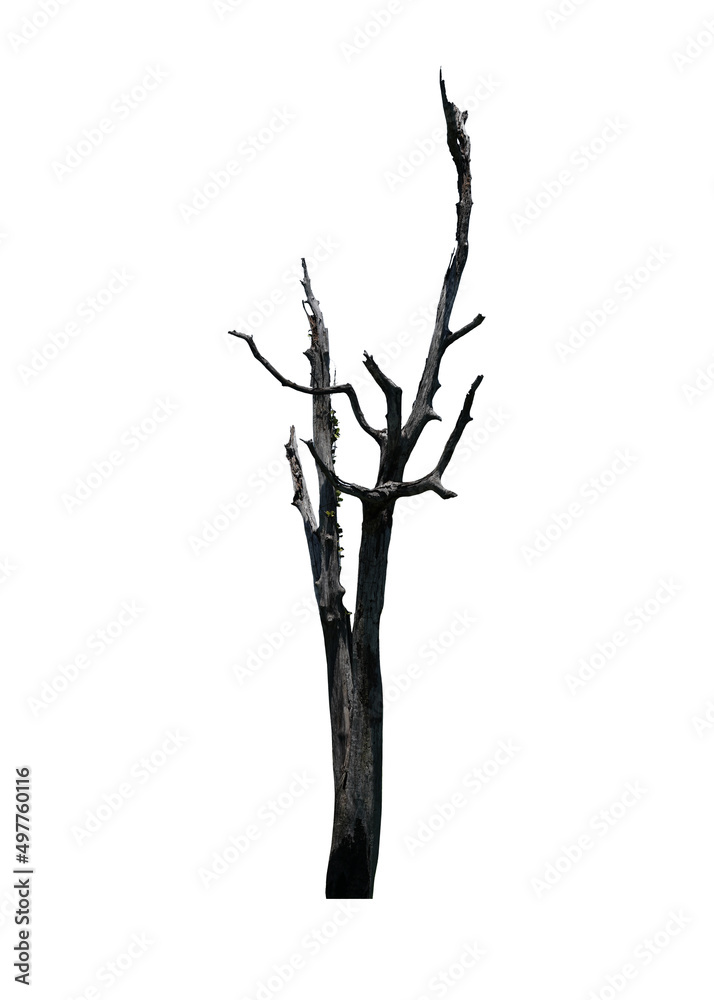 Dead tree isolated on white background. This has clipping path. Dead tree isolated on white background. This has clipping path.