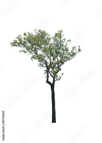 Big green tree isolated on white background. This has clipping path.                                 