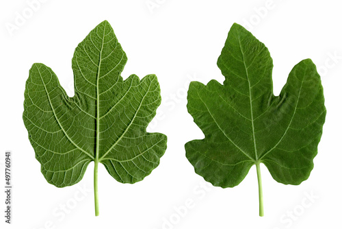 green figs leaf isolated on white background, Clipping path