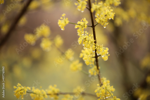 yellow flowering tree in spring texture