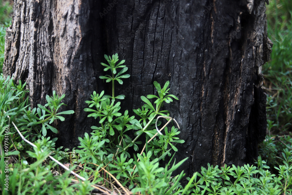 burnt tree and young green grass texture burnt tree and young green grass texture