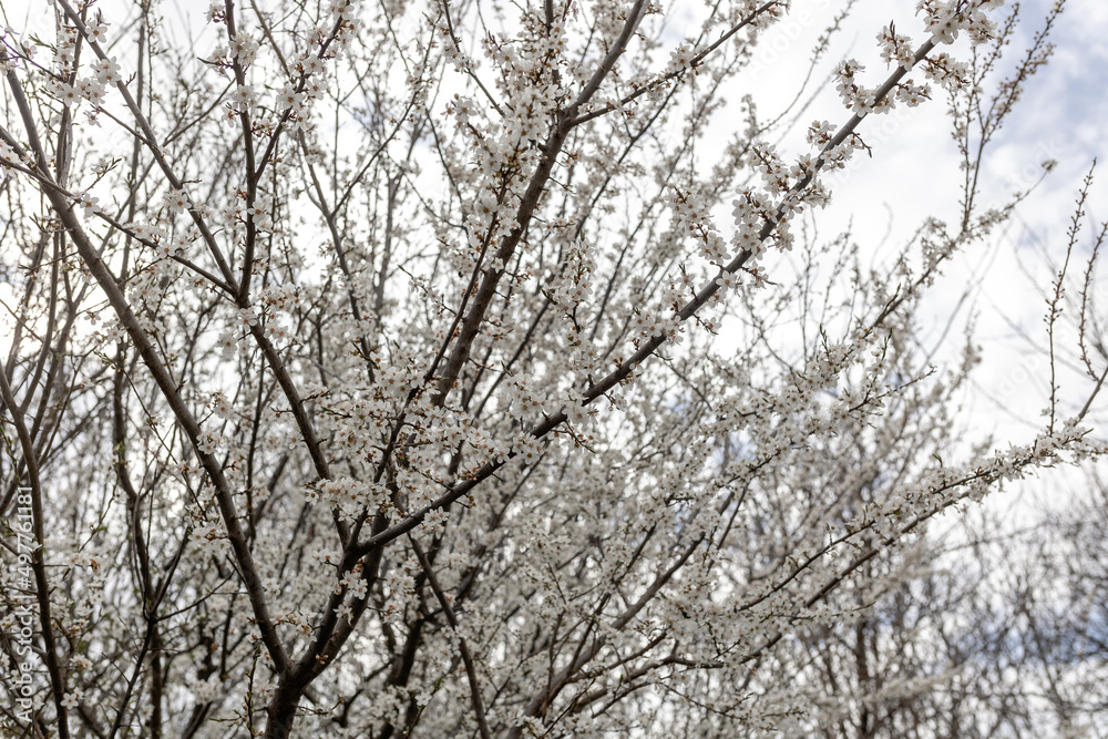 Blooming cherry. Cherry branches with flowers Blooming cherry. Cherry branches with flowers