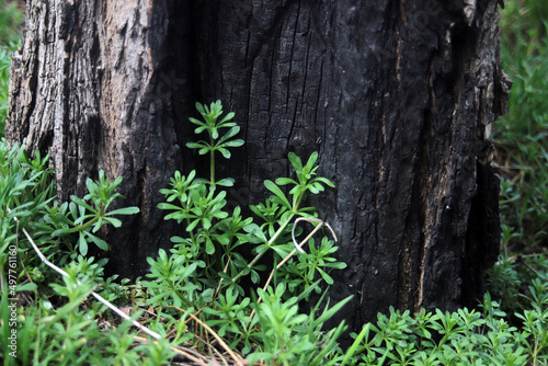 burnt tree and young green grass texture