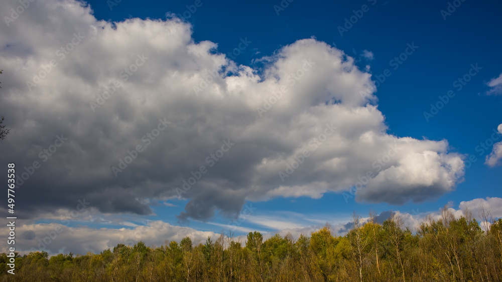 White cloud against the sky above the tops of the trees.