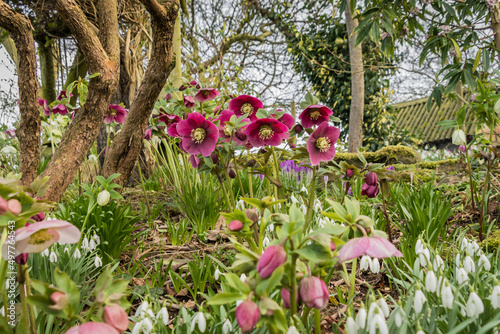 Beautiful hellebore flowers in a spring garden photo