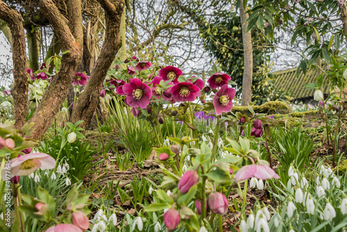 Beautiful hellebore flowers in a spring garden